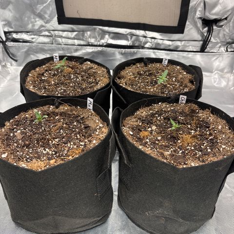 Mango Kush growlog timeline photo