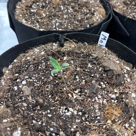 Mango Kush growlog timeline photo