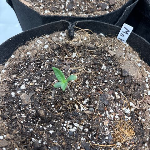 Mango Kush growlog timeline photo