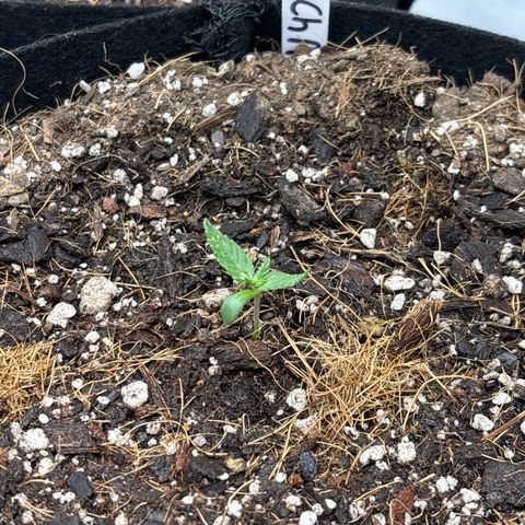 Cherry Runtz  growlog timeline photo