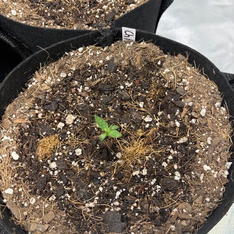 Cherry Runtz  growlog timeline photo