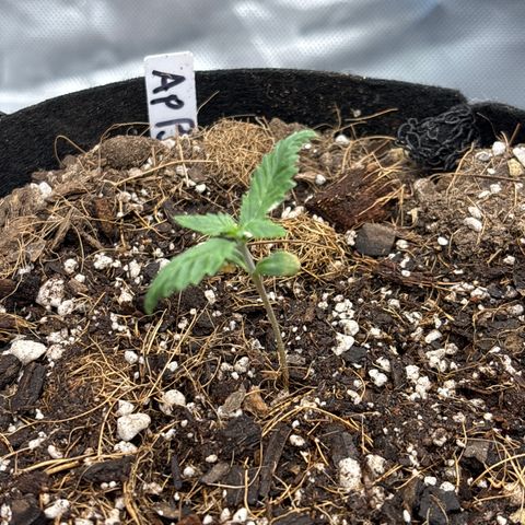 Apple Betty growlog timeline photo
