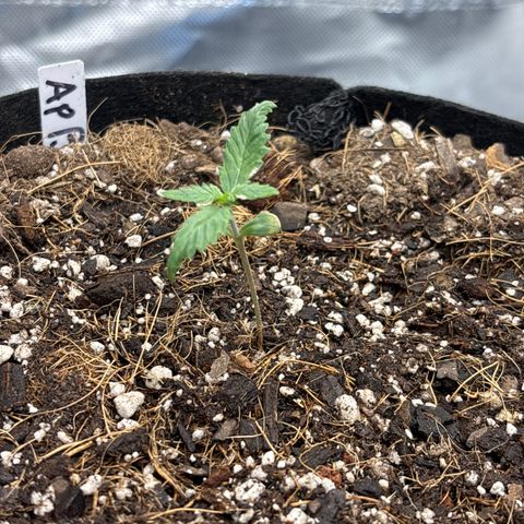 Apple Betty growlog timeline photo