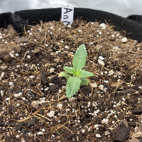 Animal Mintz growlog timeline photo