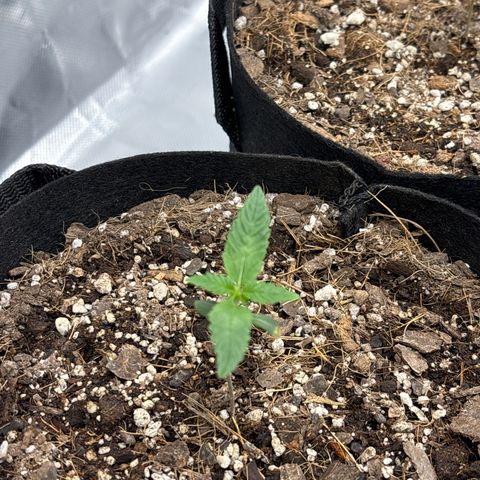 Mango Kush growlog timeline photo