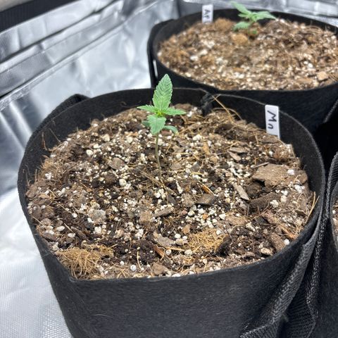 Mango Kush growlog timeline photo