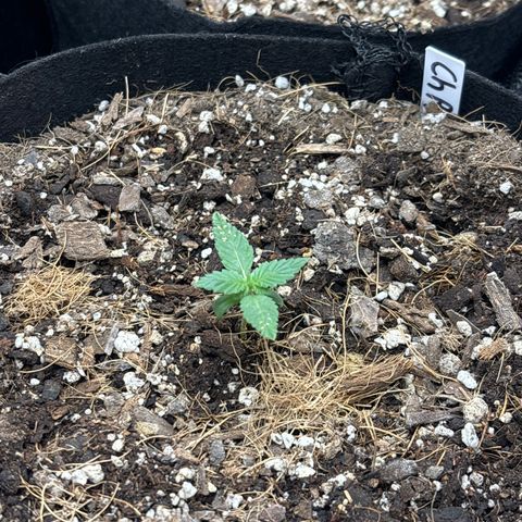 Cherry Runtz  growlog timeline photo