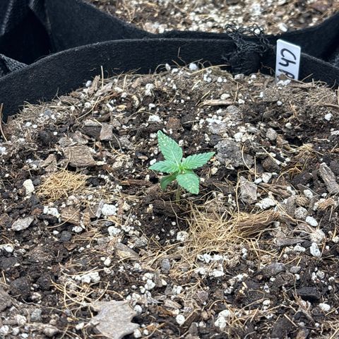 Cherry Runtz  growlog timeline photo