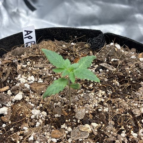 Apple Betty growlog timeline photo