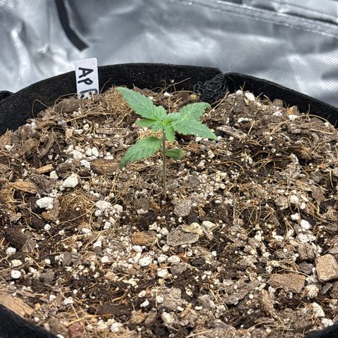 Apple Betty growlog timeline photo