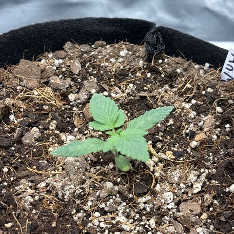 Animal Mintz growlog timeline photo