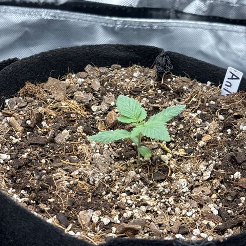 Animal Mintz growlog timeline photo