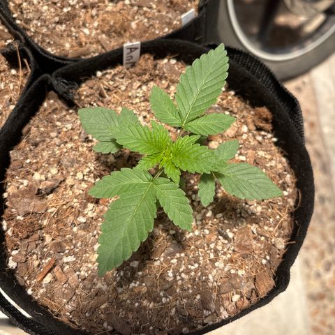 Animal Mintz growlog timeline photo