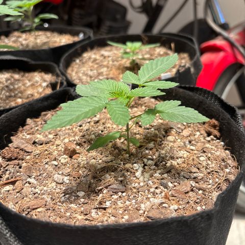 Animal Mintz growlog timeline photo
