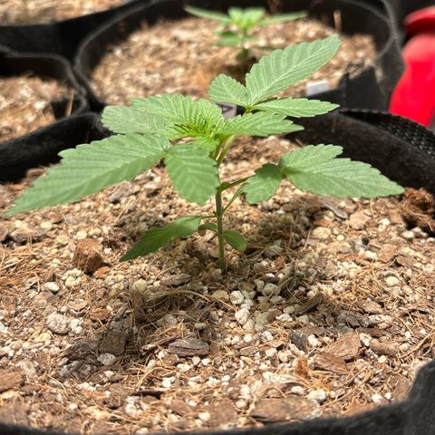 Animal Mintz growlog timeline photo