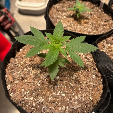 Apple Betty growlog timeline photo