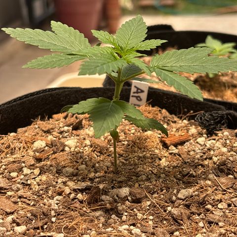 Apple Betty growlog timeline photo
