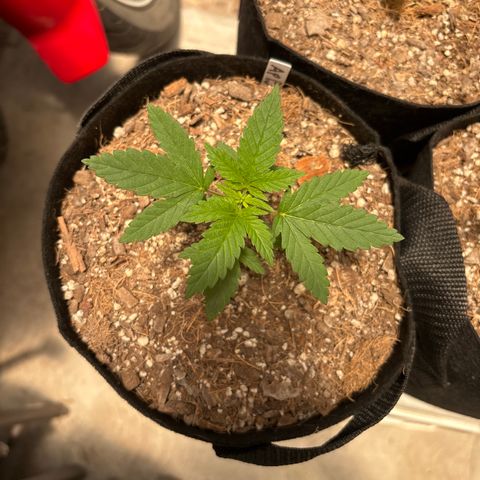Apple Betty growlog timeline photo