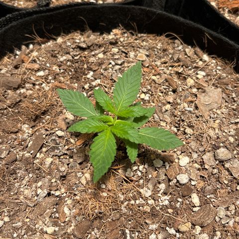 Cherry Runtz  growlog timeline photo