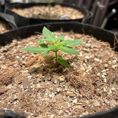 Cherry Runtz  growlog timeline photo
