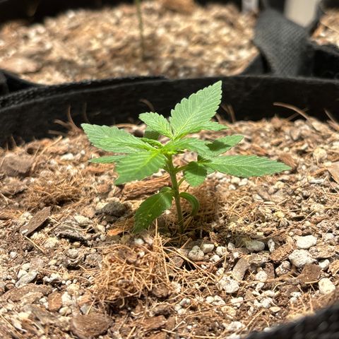Cherry Runtz  growlog timeline photo
