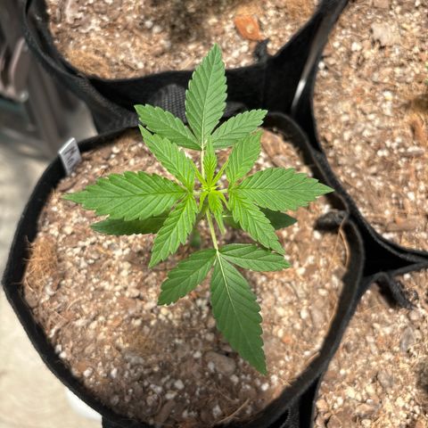 Mango Kush growlog timeline photo