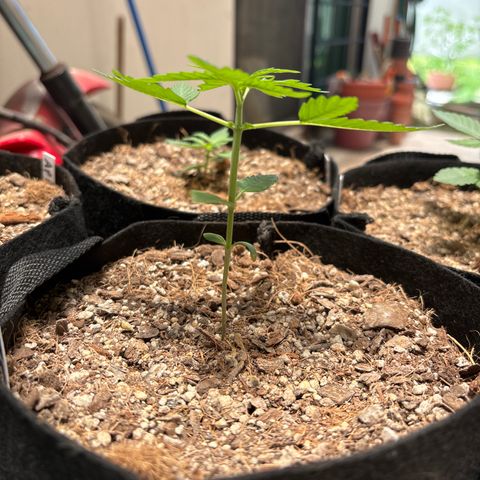Mango Kush growlog timeline photo