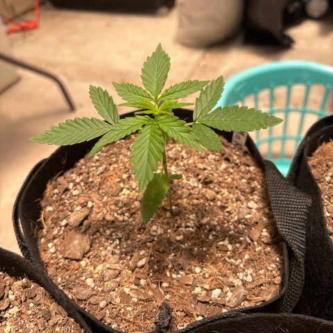 Mango Kush growlog timeline photo