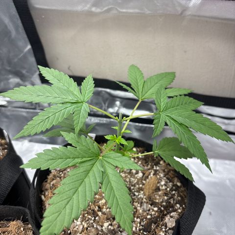 Apple Betty growlog timeline photo