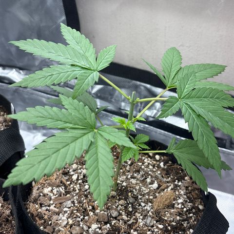 Apple Betty growlog timeline photo