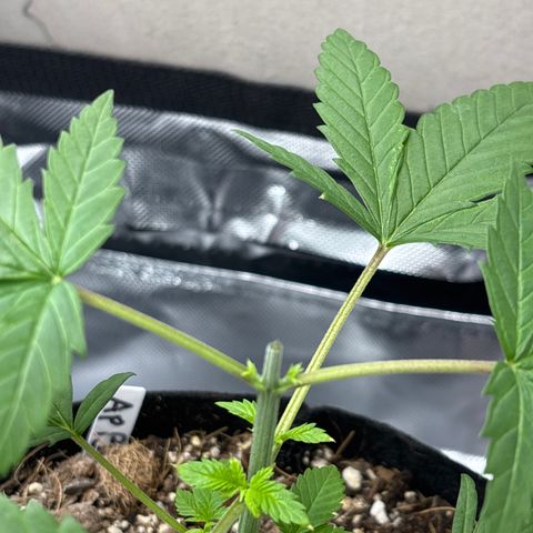 Apple Betty growlog timeline photo