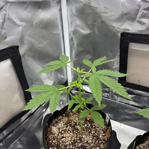 Mango Kush growlog timeline photo