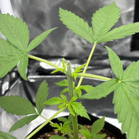 Mango Kush growlog timeline photo