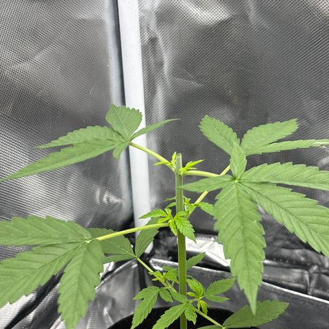 Mango Kush growlog timeline photo