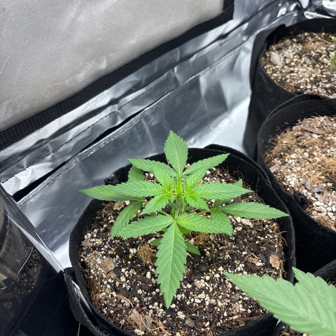 Cherry Runtz  growlog timeline photo