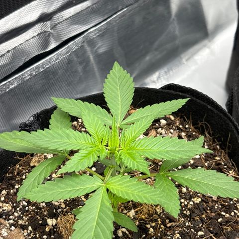Cherry Runtz  growlog timeline photo