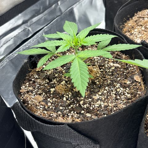 Cherry Runtz  growlog timeline photo