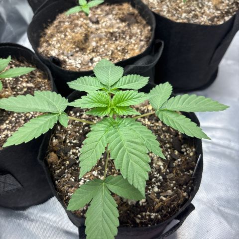 Animal Mintz growlog timeline photo