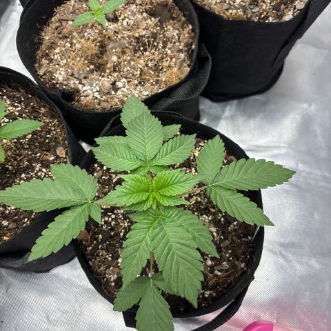 Animal Mintz growlog timeline photo