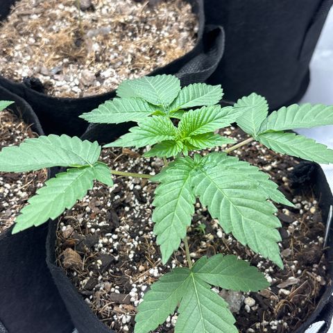 Animal Mintz growlog timeline photo