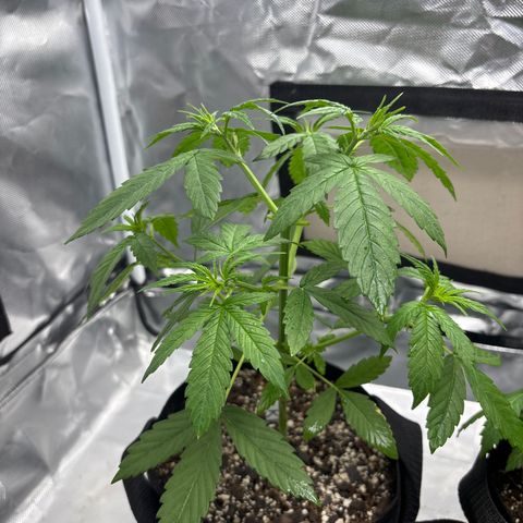 Mango Kush growlog timeline photo