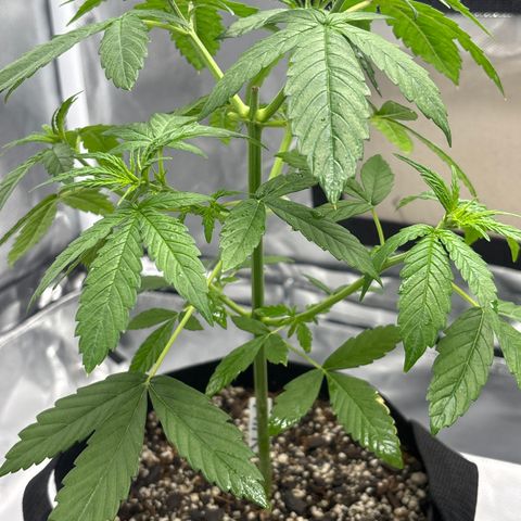 Mango Kush growlog timeline photo