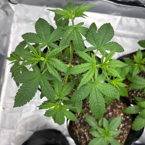 Mango Kush growlog timeline photo
