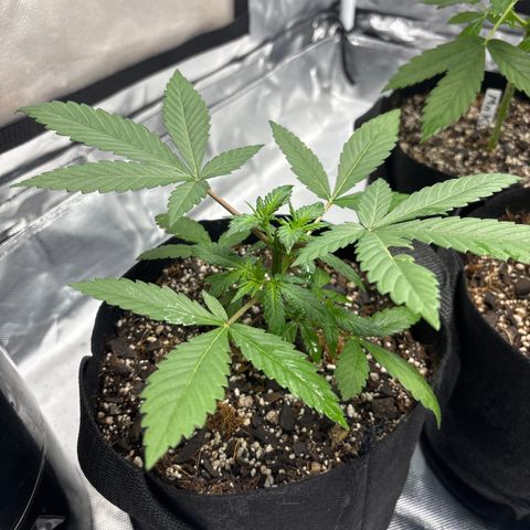 Cherry Runtz  growlog timeline photo