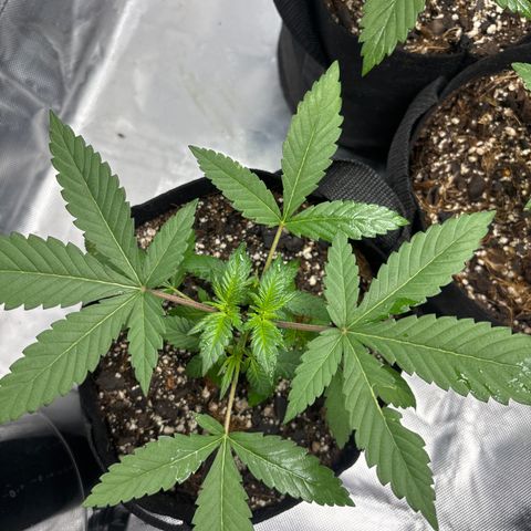 Cherry Runtz  growlog timeline photo