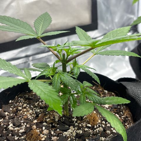 Cherry Runtz  growlog timeline photo