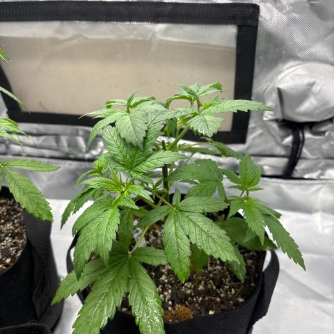 Apple Betty growlog timeline photo