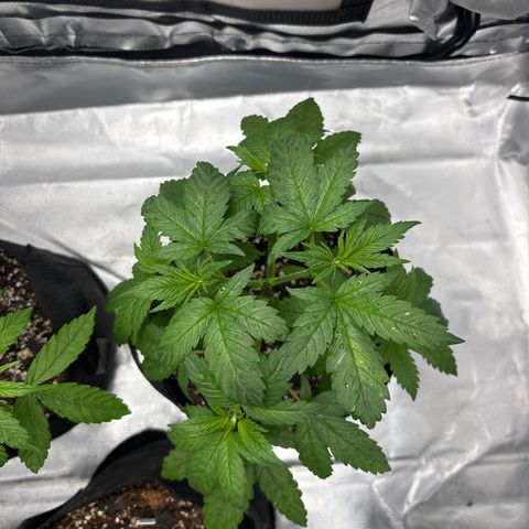 Apple Betty growlog timeline photo