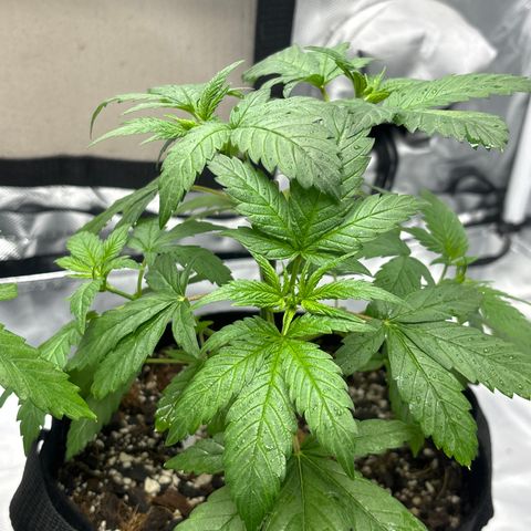 Apple Betty growlog timeline photo