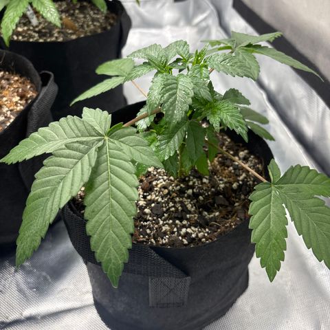 Animal Mintz growlog timeline photo